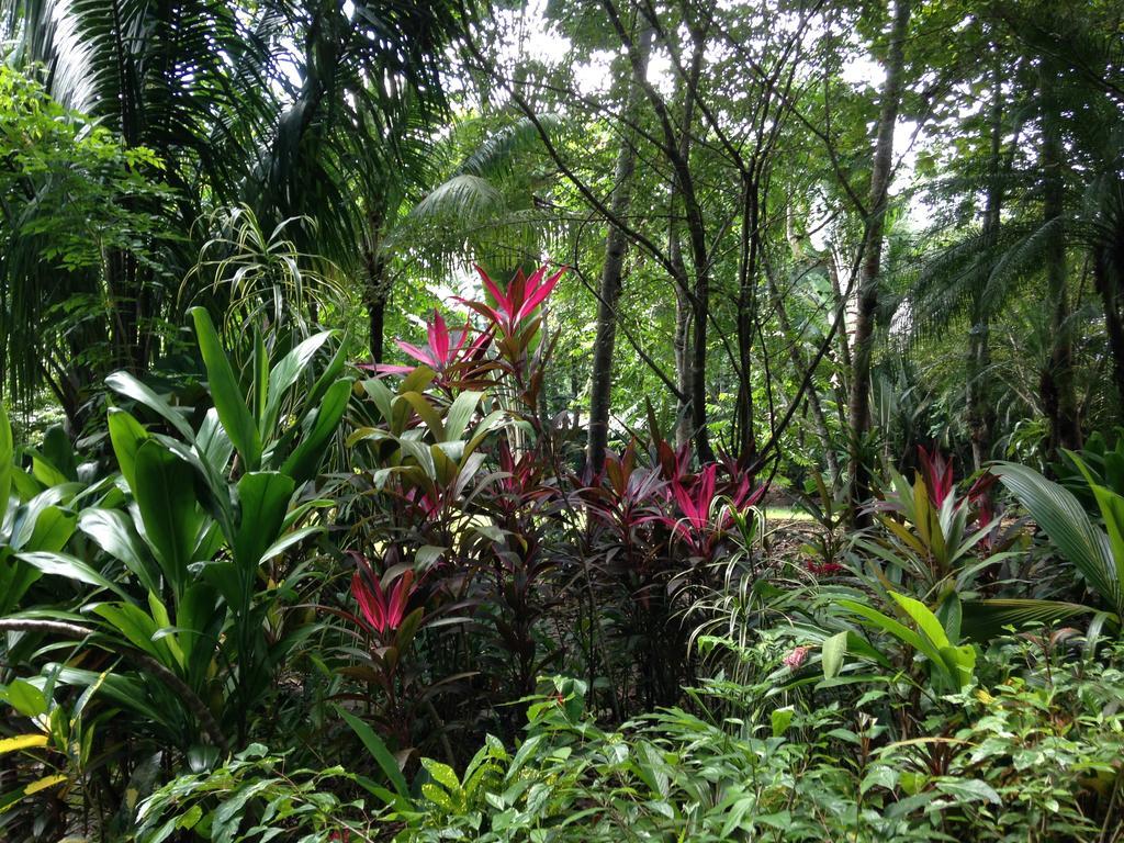 Casa Manglar Villa Puerto Jiménez 外观 照片