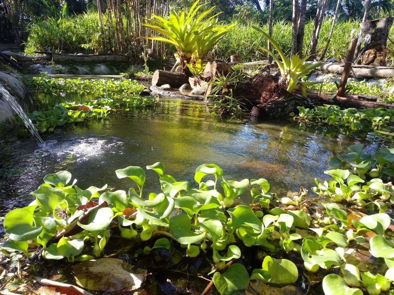 Casa Manglar Villa Puerto Jiménez 外观 照片